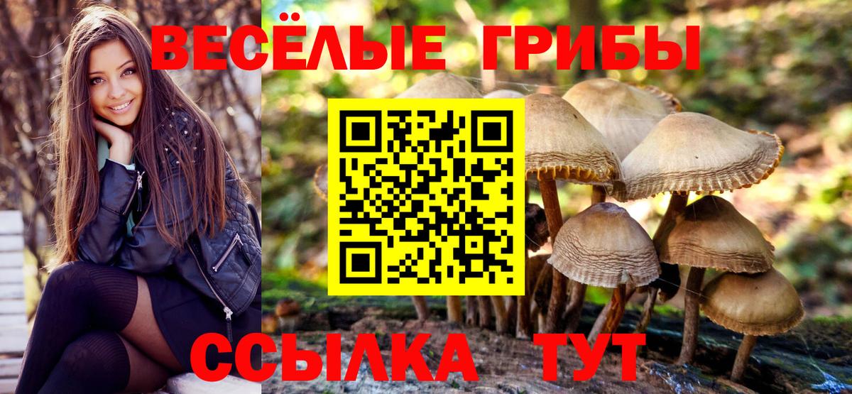 Бердск  Галлюциногенные грибы GOLDEN TEACHER  Галлюциногенные грибы Psilocybine cubensis  Вход с VPN 